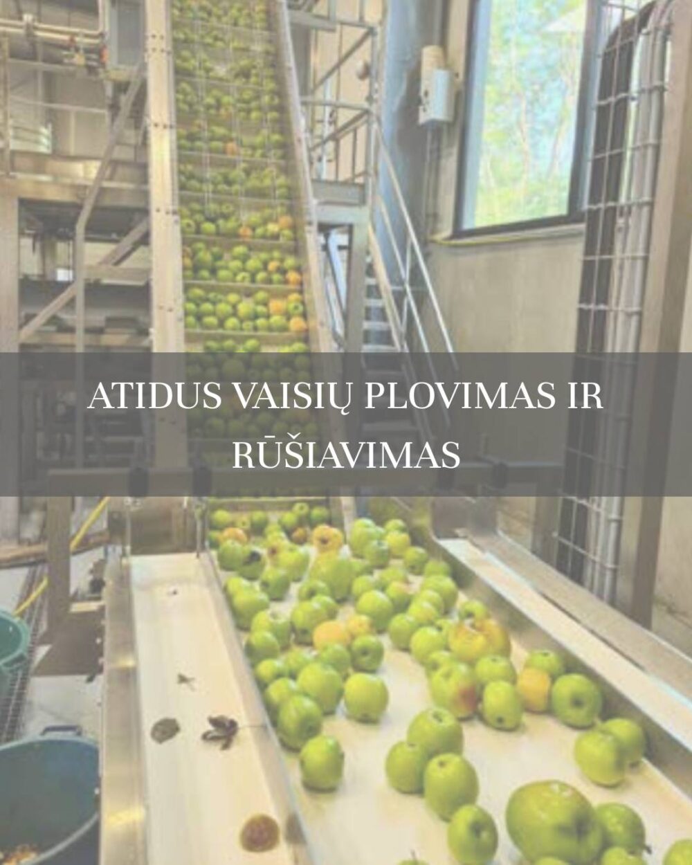 Vynuogių sulčių rinkinys - 3x250ml